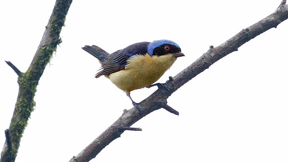Fawn-breasted Tanager (Pipraeidea melanonota)