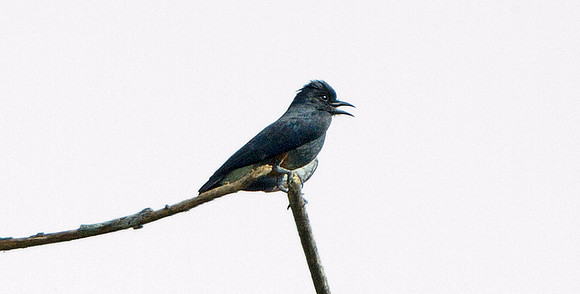 Swallow-wing (Chelidoptera tenebrosa)