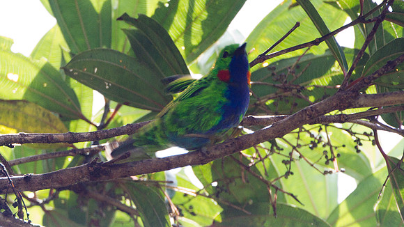 Orange-eared Tanager (Chlorochrysa calliparaea)