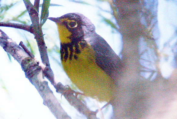 Canada Warbler (Wilsonia canadensis)