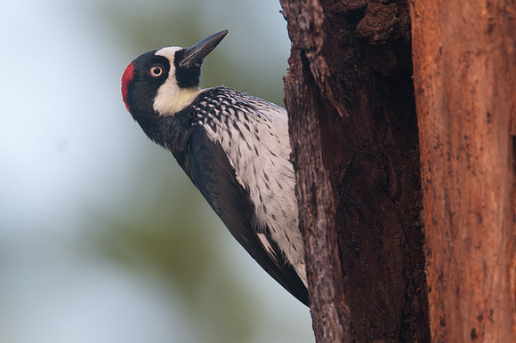 Acorn woodpecker (Melanerpes formicivorus) female