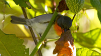 IMG_0616