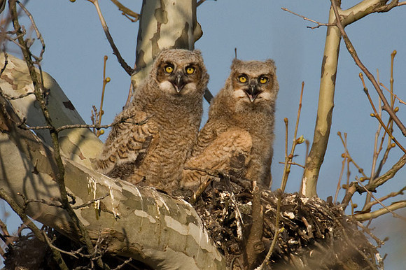 Great horned owl (Bubo virginianus) juvenile