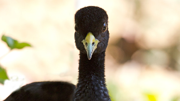 Pale-winged Trumpeter (Psophia leucoptera)