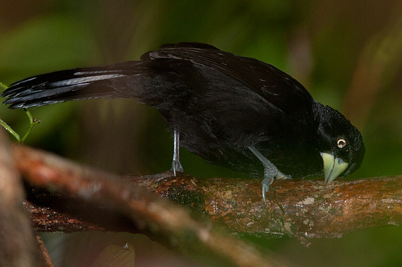 Yellow-billed Cacique (Amblycercus holosericeus)