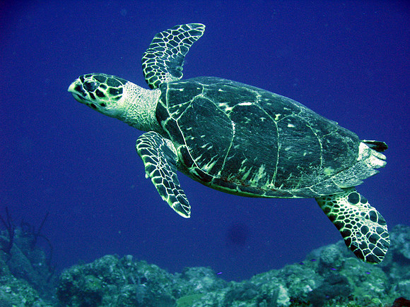 Hawksbill Sea Turtle (Eretmochelys imbricata)