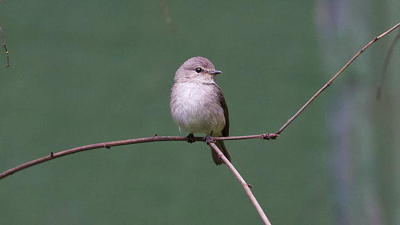 Grey Tit-Flycatcher (Myioparus plumbeus) ?