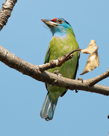 Blue-throated barbet (Megalaima asiatica)
