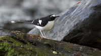 Black-backed forktail (Enicurus immaculatus)