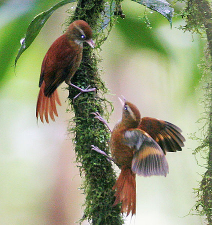 Ruddy Treerunner (Margarornis rubiginosus)