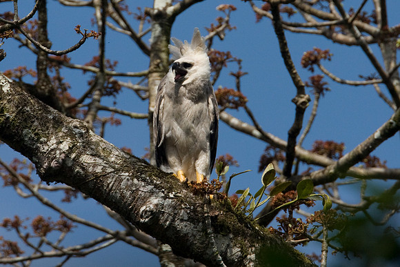 Harpy Eagle (Harpia harpyja) juvenile