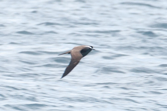 Brown Noddy (Anous stolidus) also known as Common Noddy