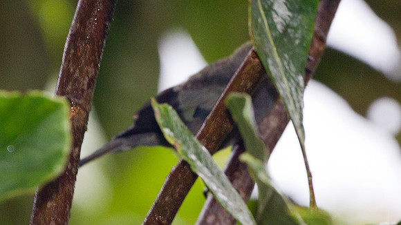 Palm Tanager (Thraupis palmarum)