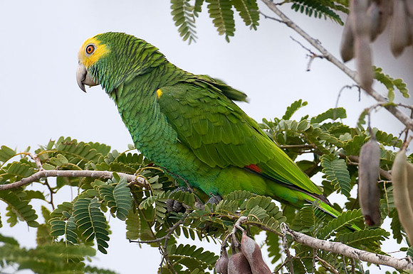 Yellow-shouldered Amazon (Amazona barbadensis) also known as Yellow-shouldered Parrot