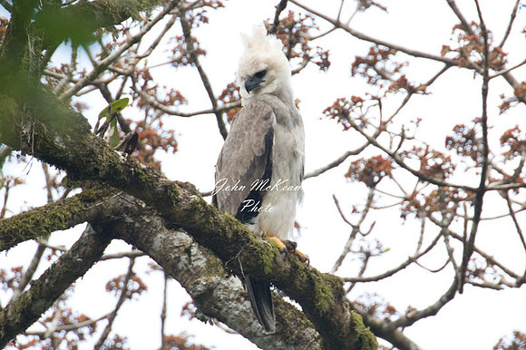 Harpy Eagle (Harpia harpyja) juvenile