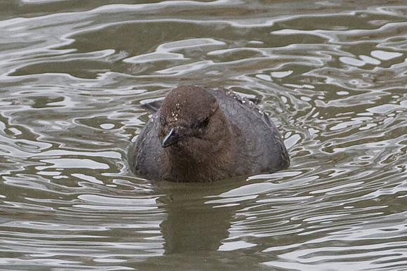 American Dipper (Cinclus mexicanus)