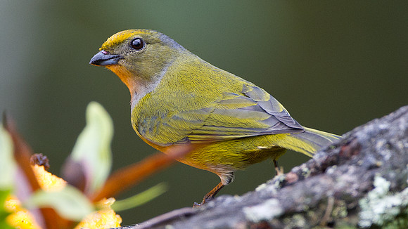 Orange-bellied Euphonia (Euphonia xanthogaster)