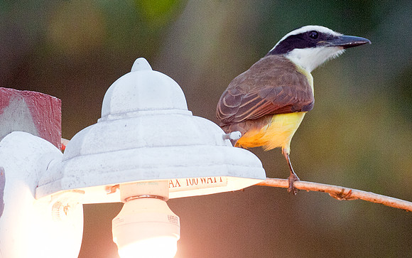 Boat-billed Flycatcher (Megarynchus pitangua)