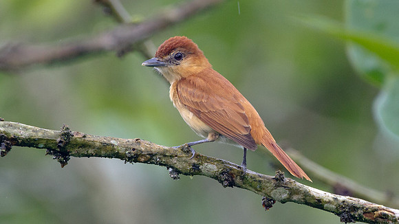 Cinnamon Becard (Pachyramphus cinnamomeus)