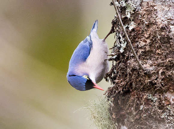 Velvet-fronted nuthatch (Sitta frontalis)