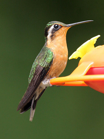 Purple-throated Mountaingem (Lampornis calolaemus) female