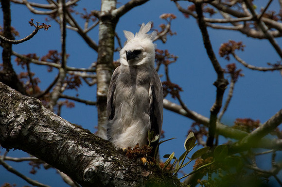 Harpy Eagle (Harpia harpyja) juvenile