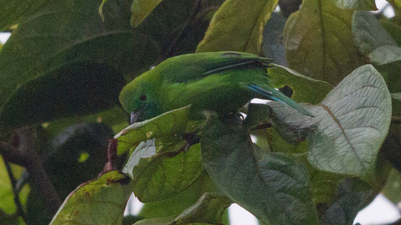 Blue-winged leafbird (Chloropsis cochinchinensis)