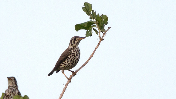 Groundscraper Thrush (Psophocichla litsitsirupa)
