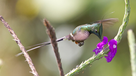 Wire-crested Thorntail (Discosura popelairii)