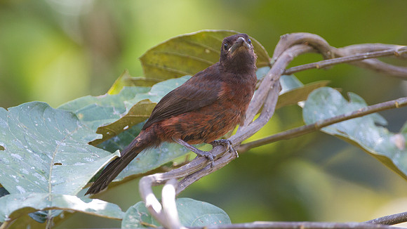 Silver-beaked Tanager (Ramphocelus carbo)
