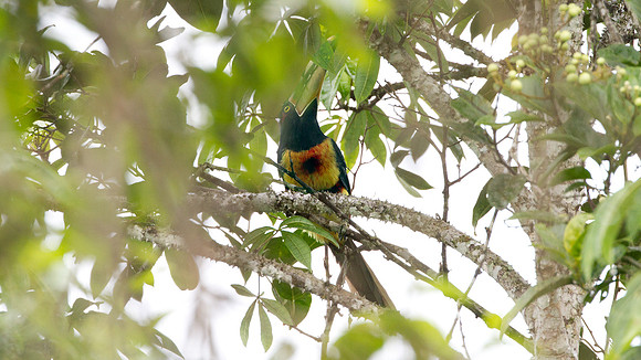 Collared Aracari (Pteroglossus torquatus) pale mandibled