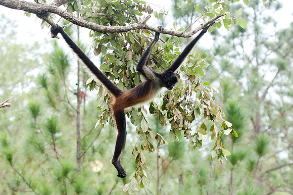 Black-headed Spider Monkey (Ateles fusciceps) captive