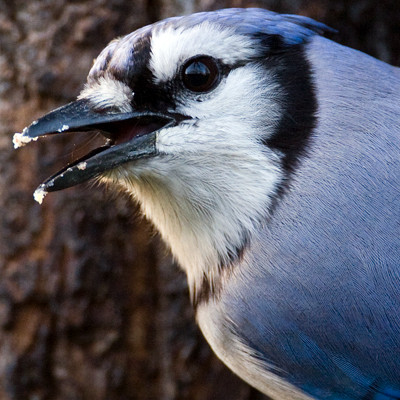 Blue Jay (Cyanocitta cristata)