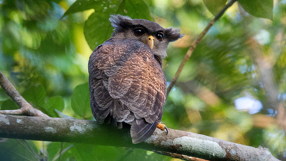 Barred Eagle-Owl (Bubo sumatranus)