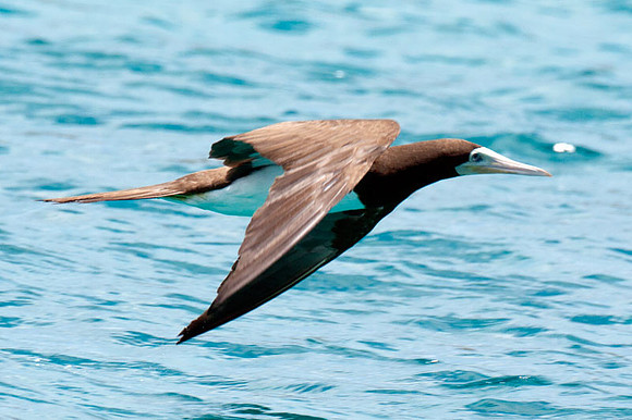 Brown Booby (Sula leucogaster)