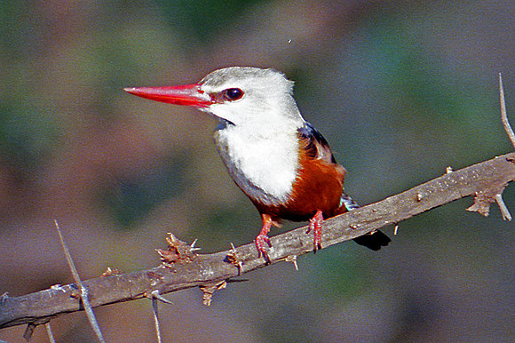 Brown-hooded Kingfisher (Halcyon albiventris)