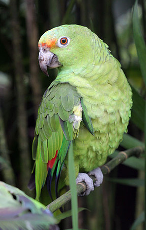 Red-lored Parrot (Amazona autumnalis) also known as Red-lored Amazon