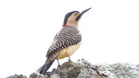 Andean Flicker (Colaptes rupicola)