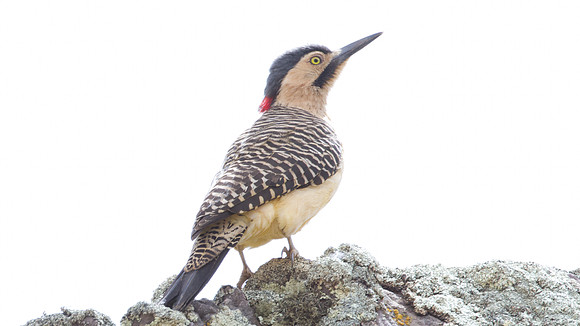 Andean Flicker (Colaptes rupicola)
