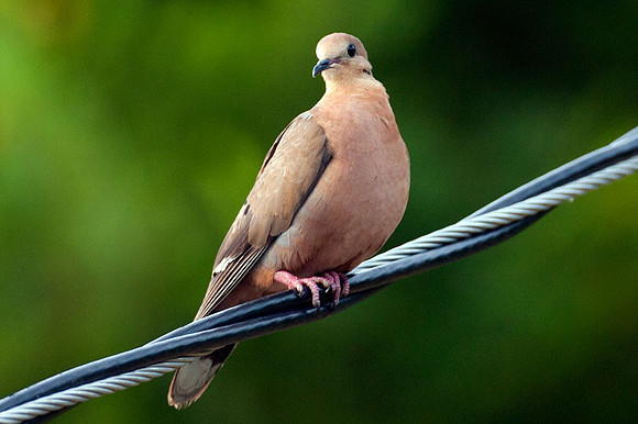 Zenaida Dove (Zenaida aurita)