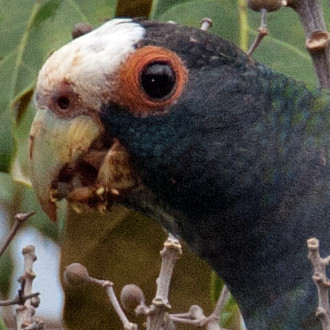 White-crowned Parrot (Pionus senilis)