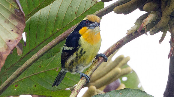 Gilded Barbet (Capito auratus)
