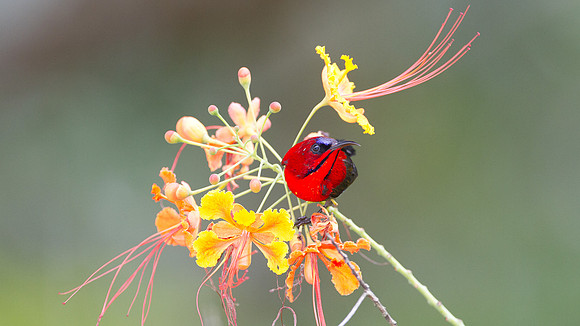 Eastern Crimson Sunbird (Aethopyga siparaja)