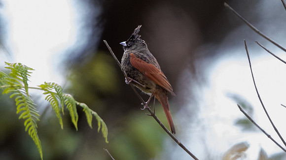 Crested bunting (Melophus lathami) Male