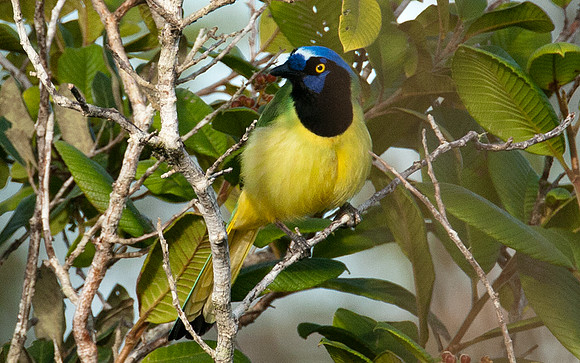 Green Jay (Cyanocorax yncas)
