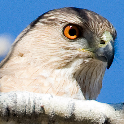 Sharp-shinned Hawk (Accipiter striatus)