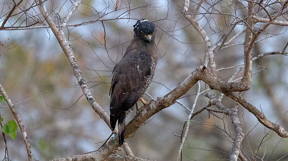 Crested serpent eagle (Spilornis cheela)