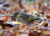 European Greenfinch (Carduelis chloris) also known as Greenfinch