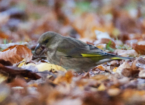 European Greenfinch (Carduelis chloris) also known as Greenfinch
