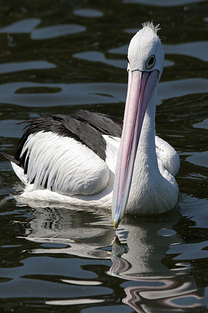 Australian Pelican (Pelecanus conspicillatus)